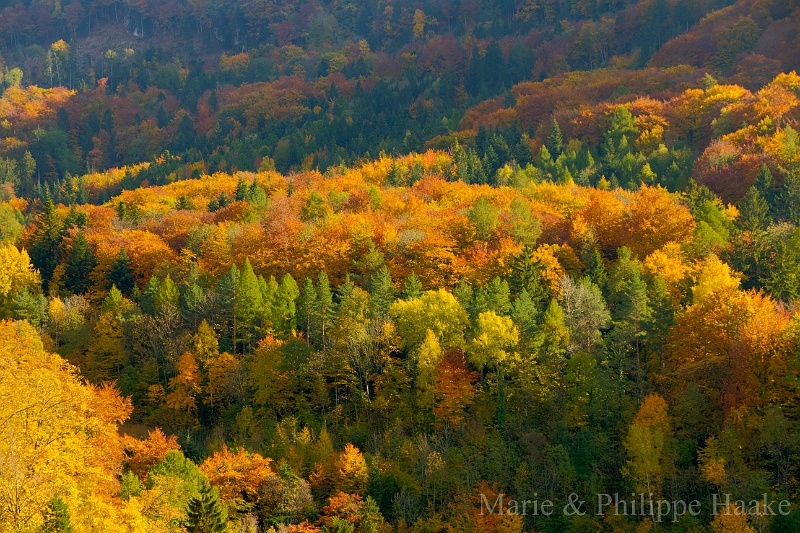 Foret Mosses 5739_40_41.jpg - Forêt aux couleurs d'automne, col des Mosses (Vaud, Suisse, novembre 2011)